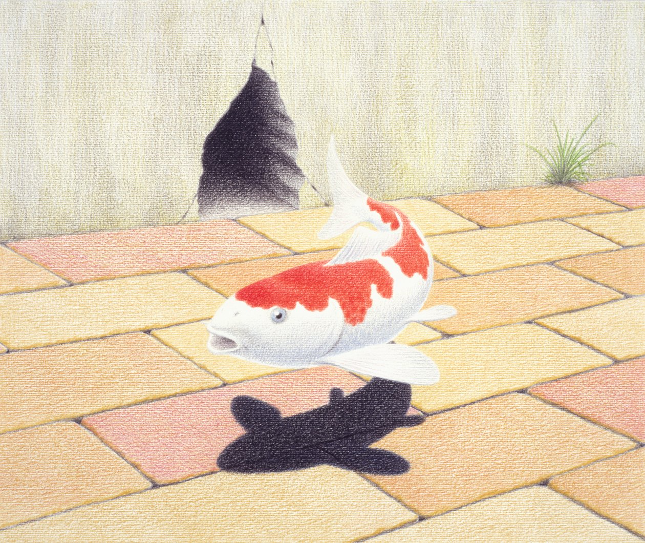 Koi von Rene Boin