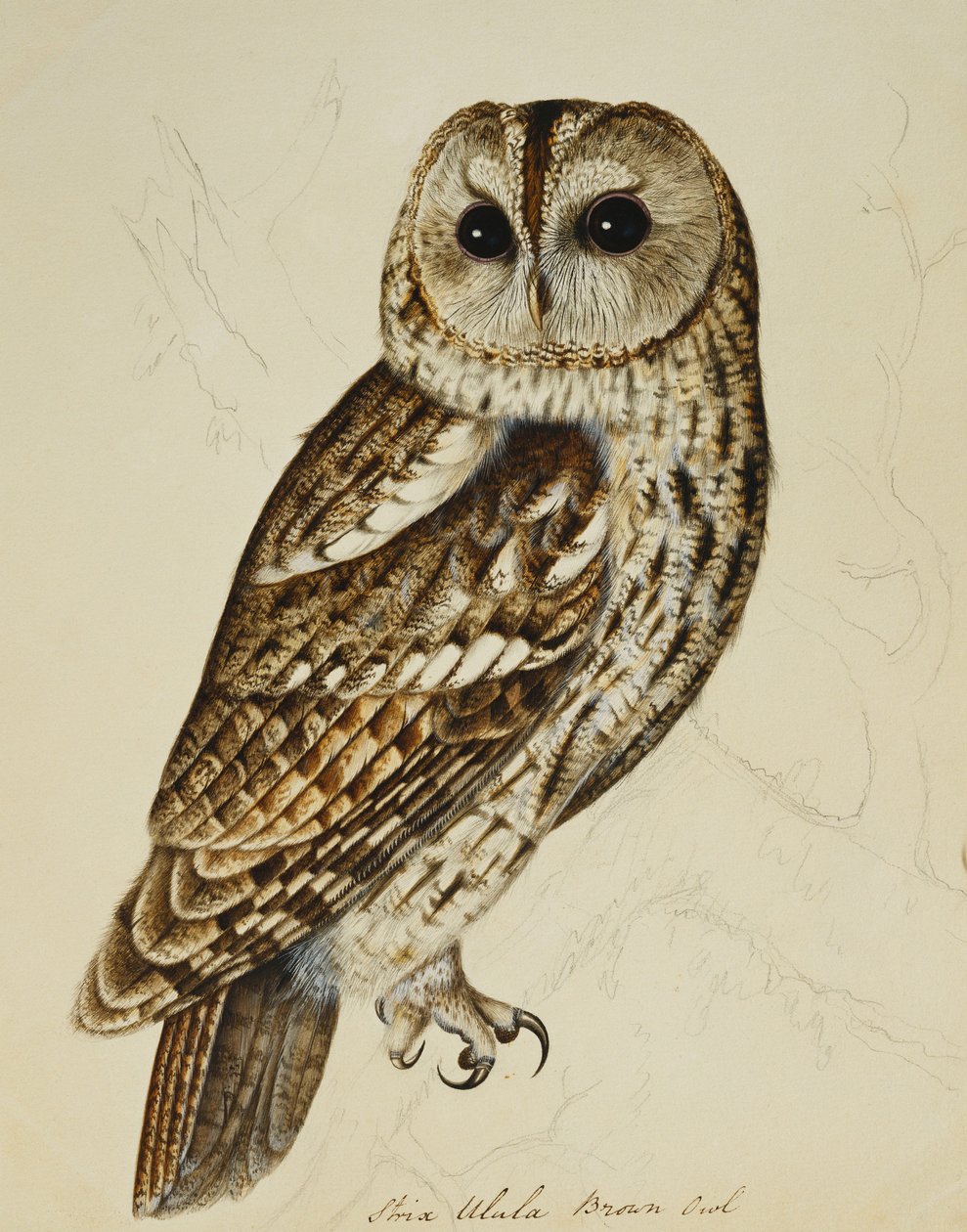Braune Eule (Strix Ulula) von Rev. C. Atkinson