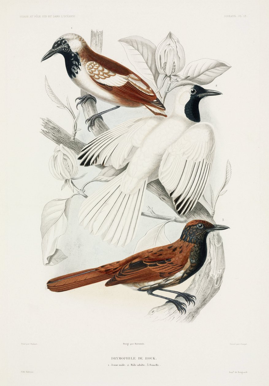 Ameisenvögel von John Pardon