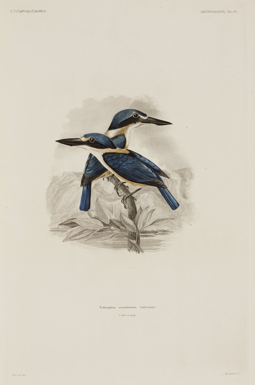 Eisvögel, Samoa von John Pardon