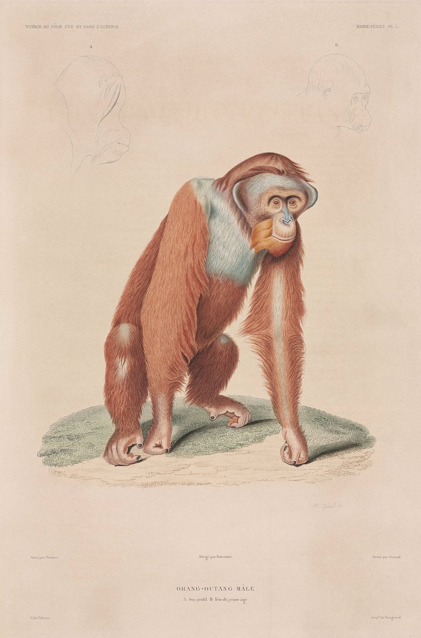 Orang-Utan, Indonesien von John Pardon