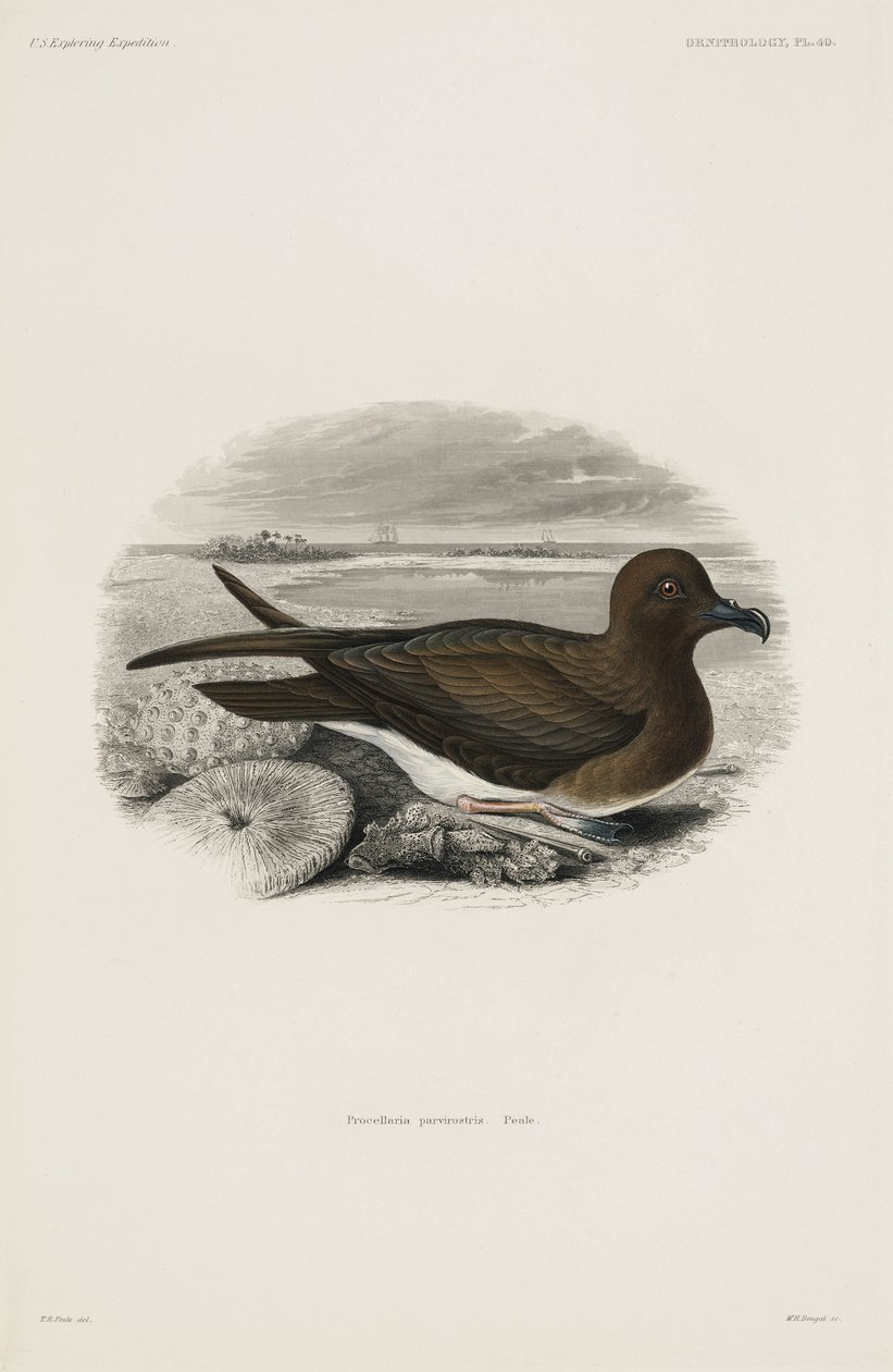 Sturmvogel von John Pardon