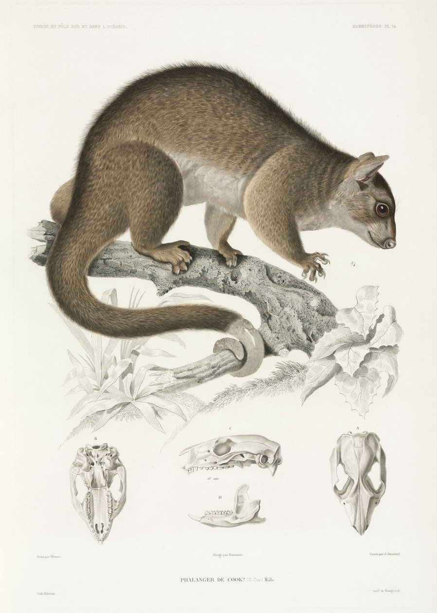 Phalanger von John Pardon