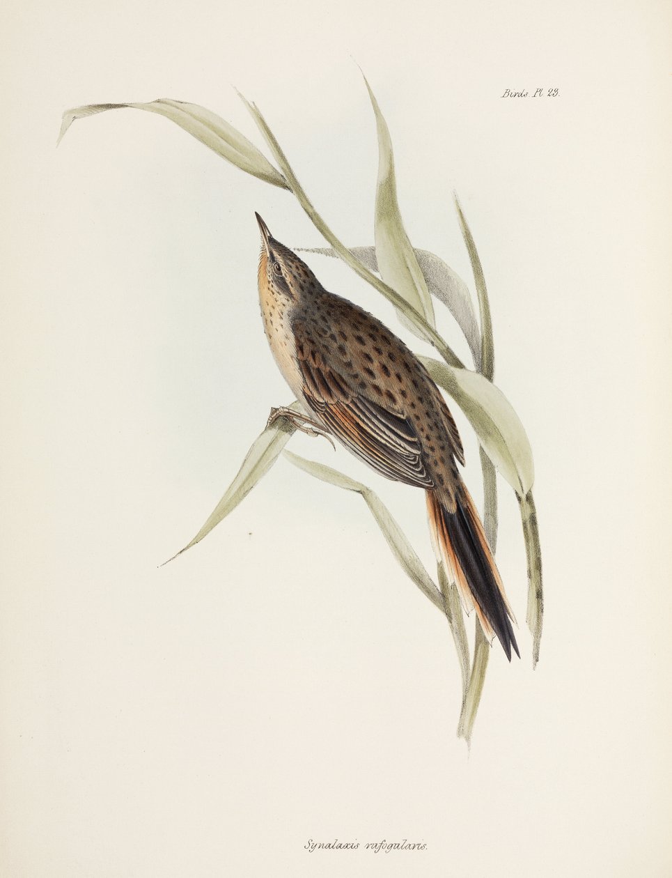 Spitzschwanz, Südamerika, ca. 1832-1836 von John Pardon