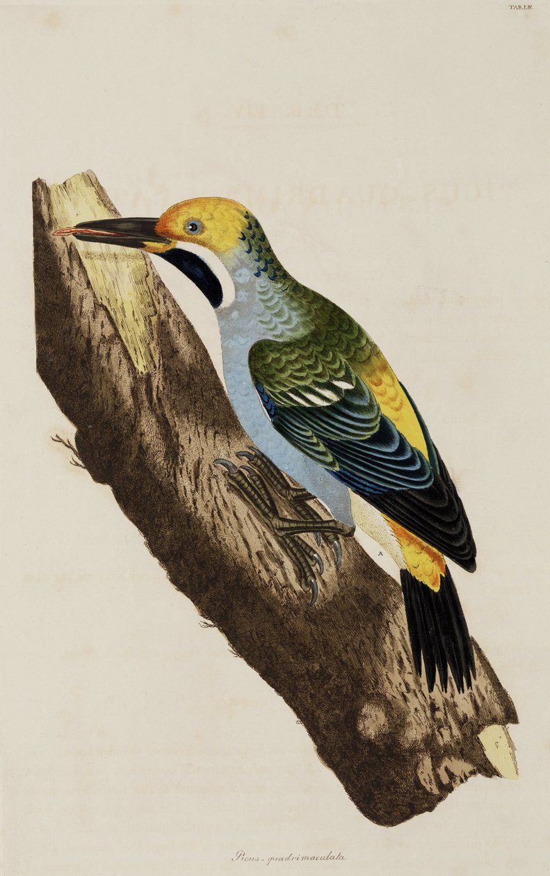 Specht von John Pardon