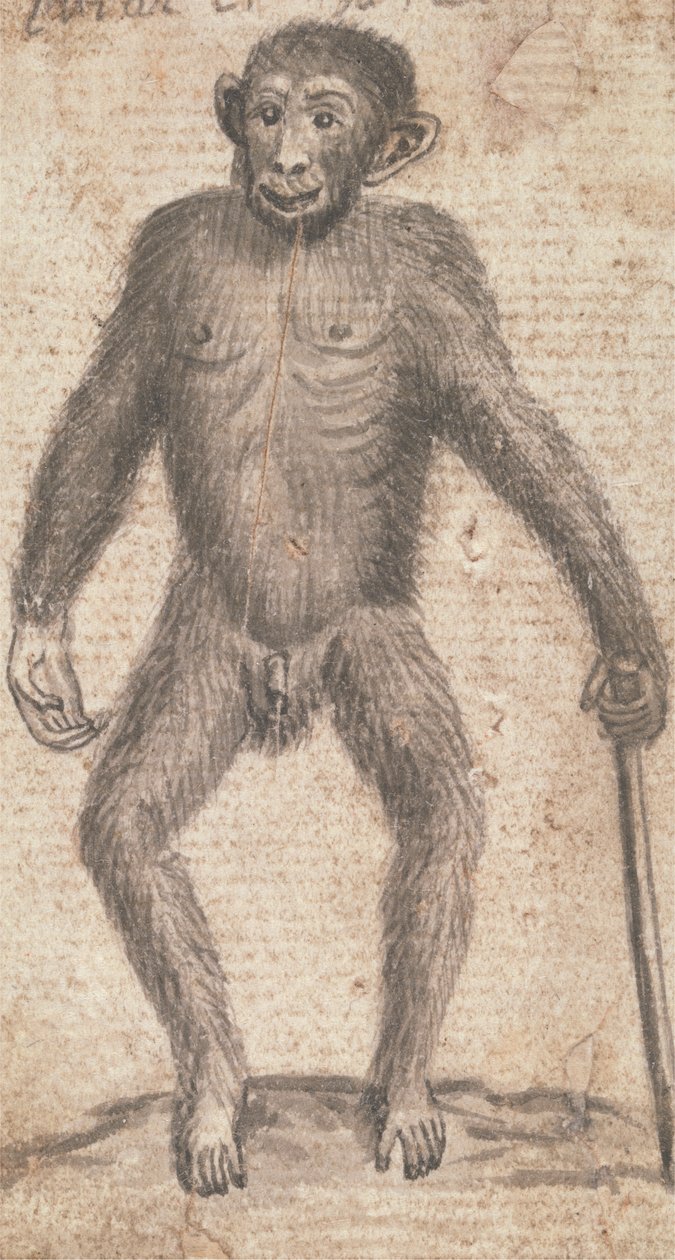Affen (einer von dreien auf einem Berg) von Richard Brookes