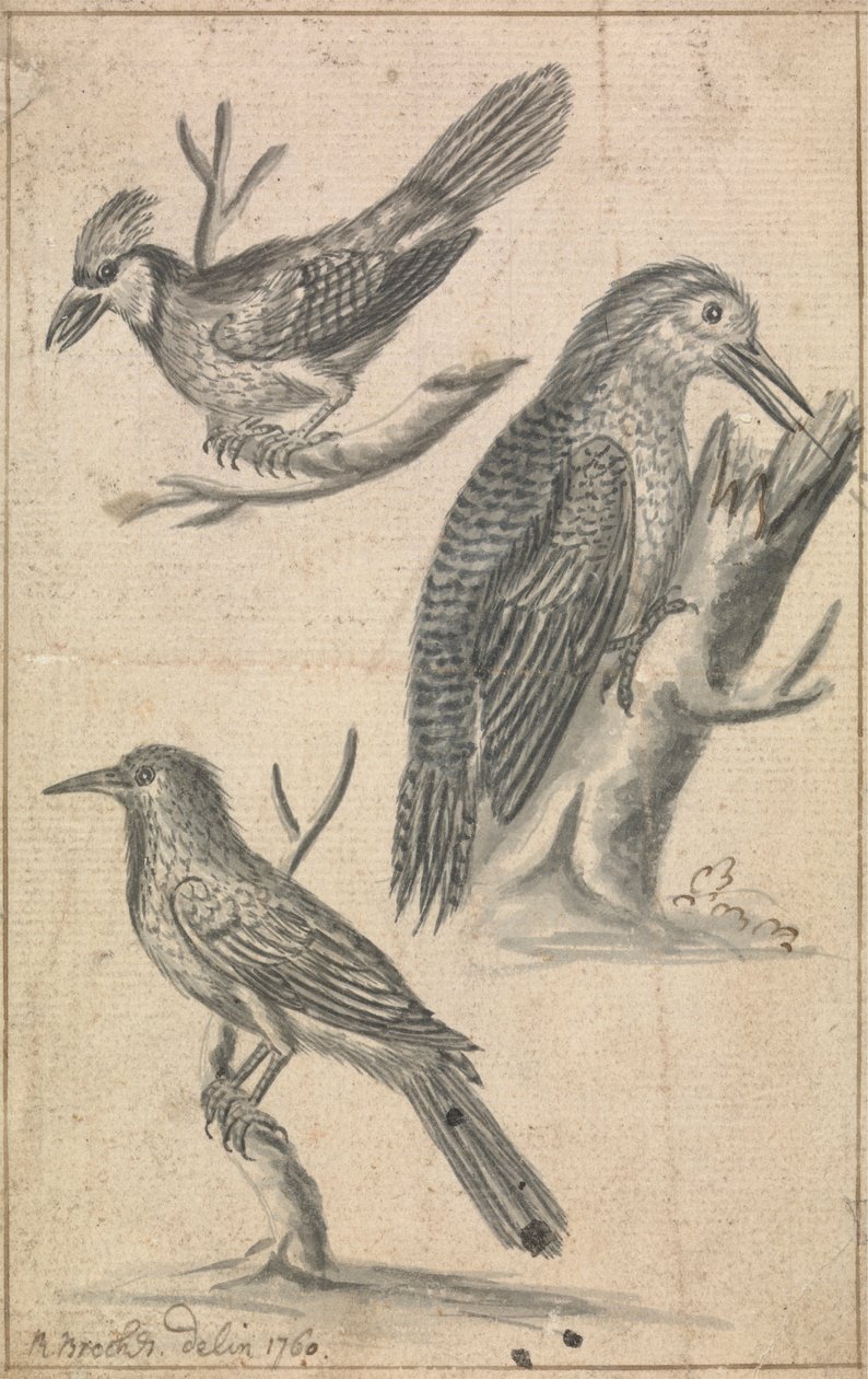 Specht und zwei Vögel von Richard Brookes
