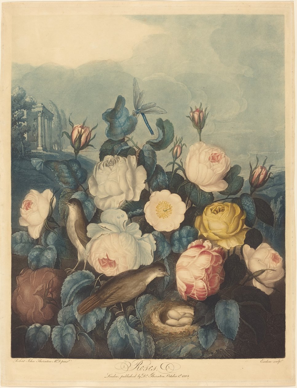 Rosen von Richard Earlom after Dr. Robert John Thornton