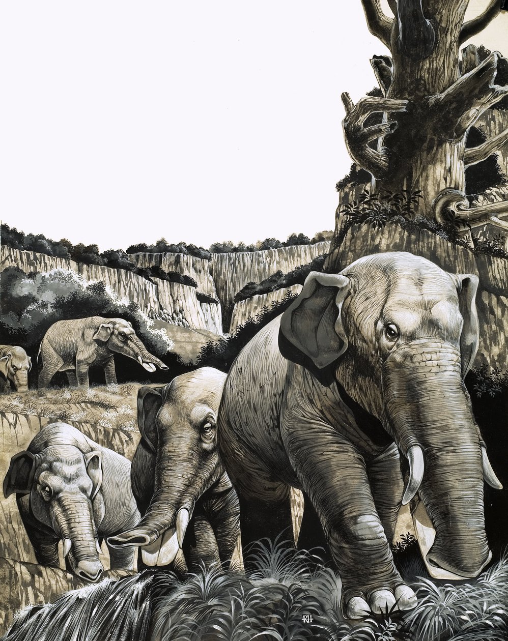 Der seltsame Amebelodon von Richard Hook