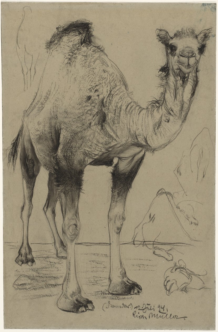 Dromedar, 1894 von Richard Muller
