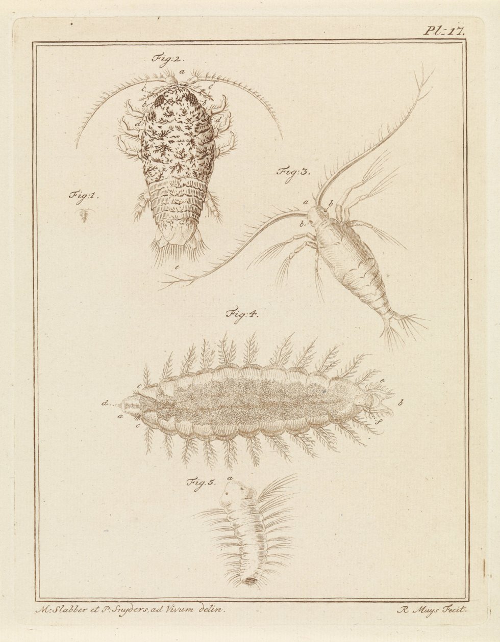 Agaatpissebed, Copepode und Borstelwurm von Robbert Muys