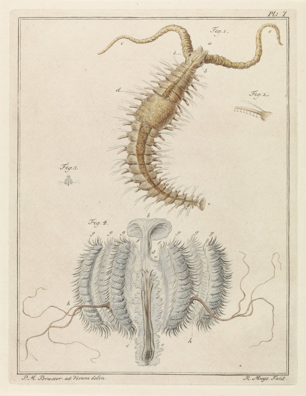 Fransenwurm und eine Rippenqualle von Robbert Muys
