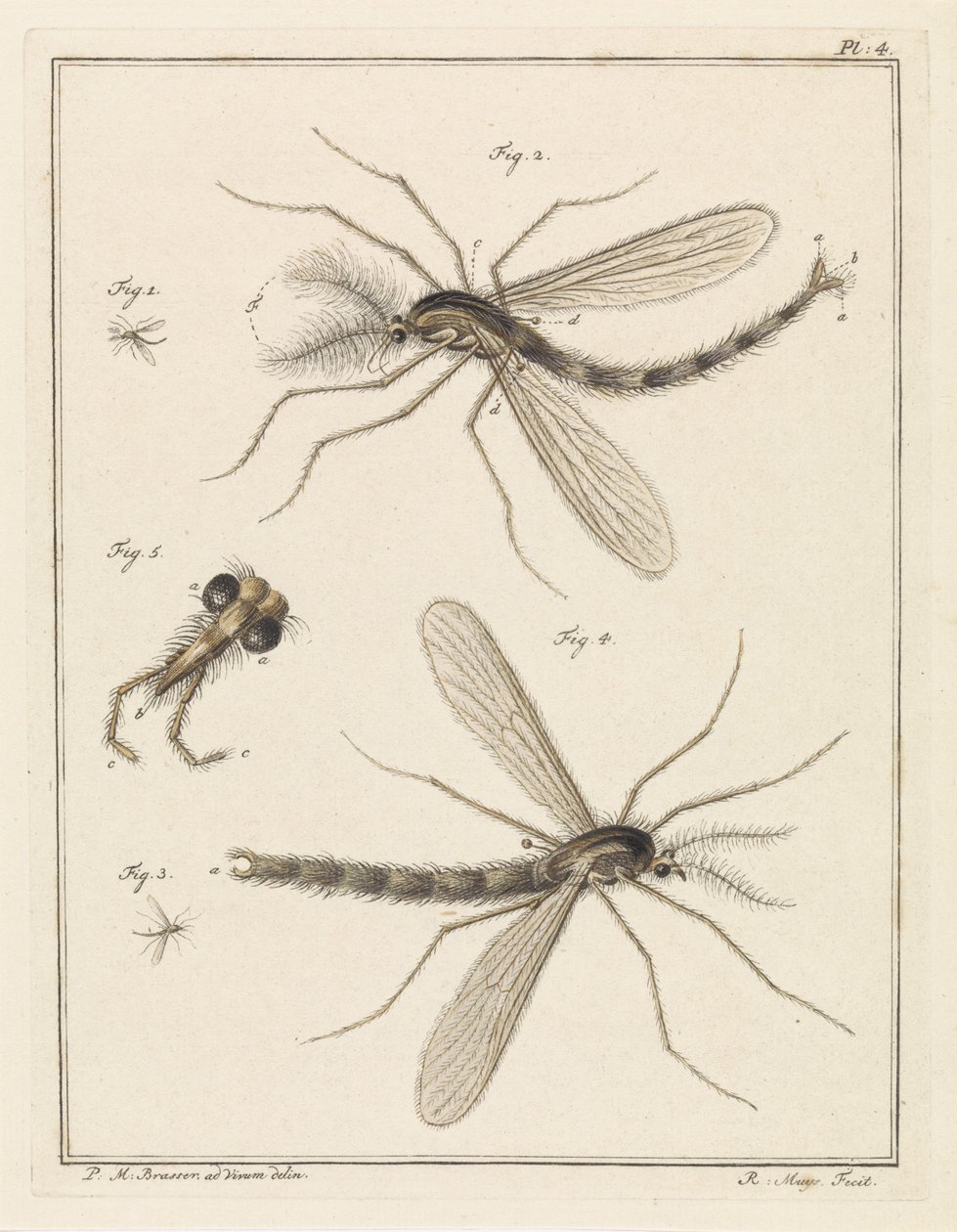 Federfliege von Robbert Muys