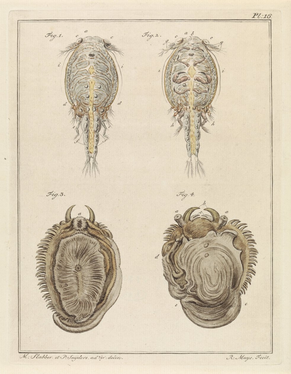 Schalentiere und Weichtiere von Robbert Muys