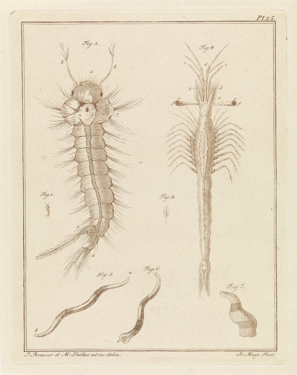 Stechmücke, Slabbers Trompetoog und ein Wurm von Robbert Muys