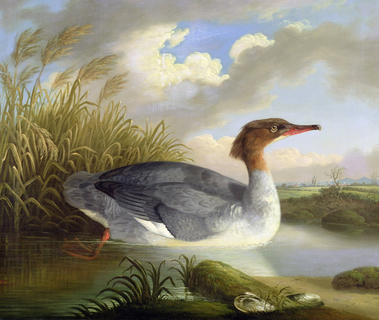 Ein Dunentaucher (Gänsesäger) von Robert Wilkinson Padley