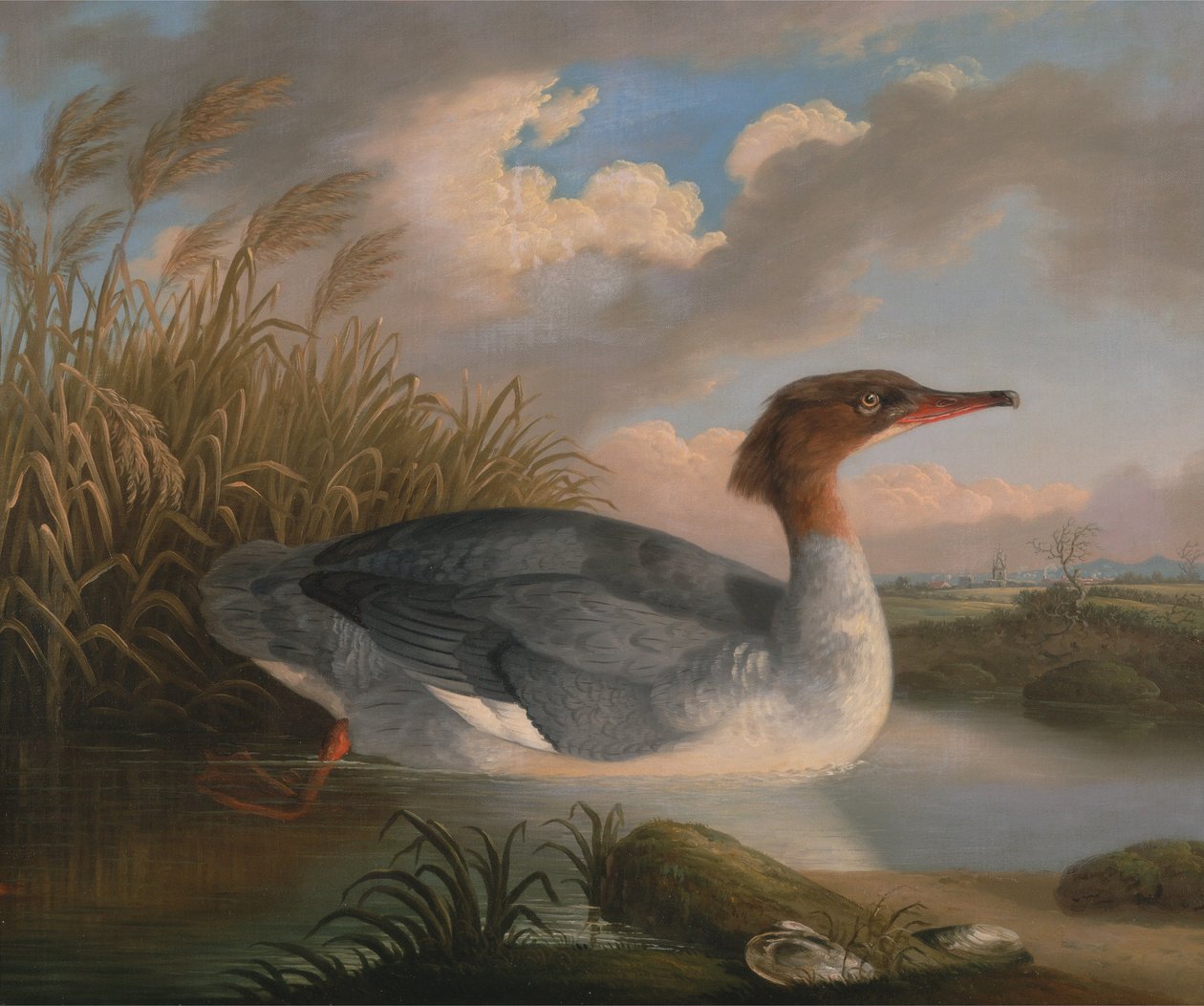 Ein Dunentaucher (Gänsesäger) von Robert Wilkinson Padley