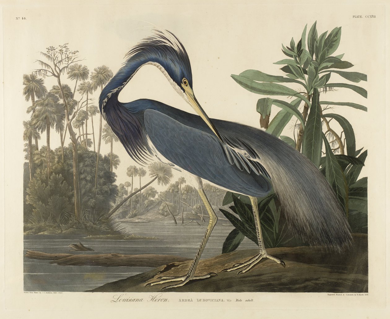 Louisiana-Reiher von Robert the Younger Havell