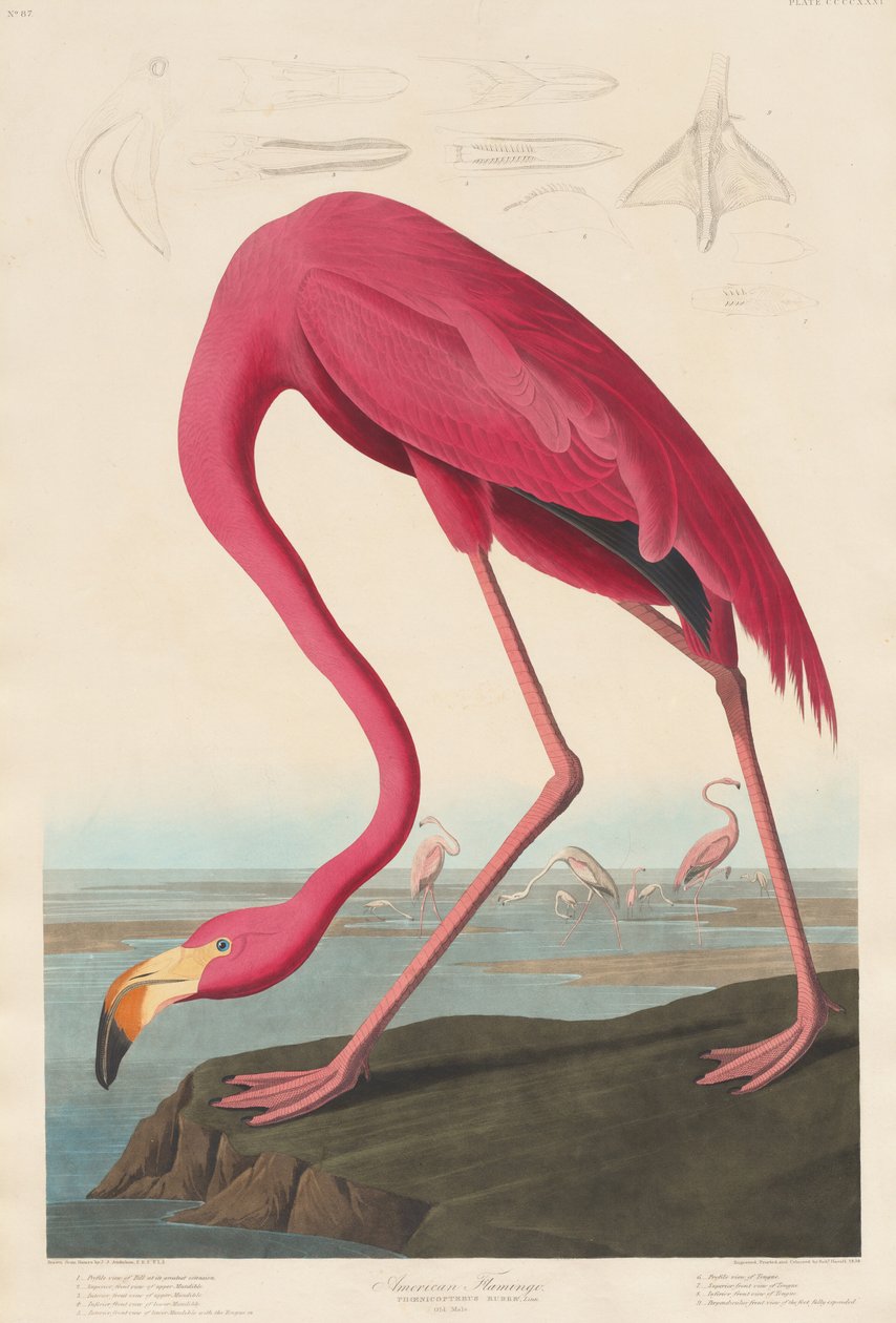 Amerikanischer Flamingo, 1838 von Robert Havell