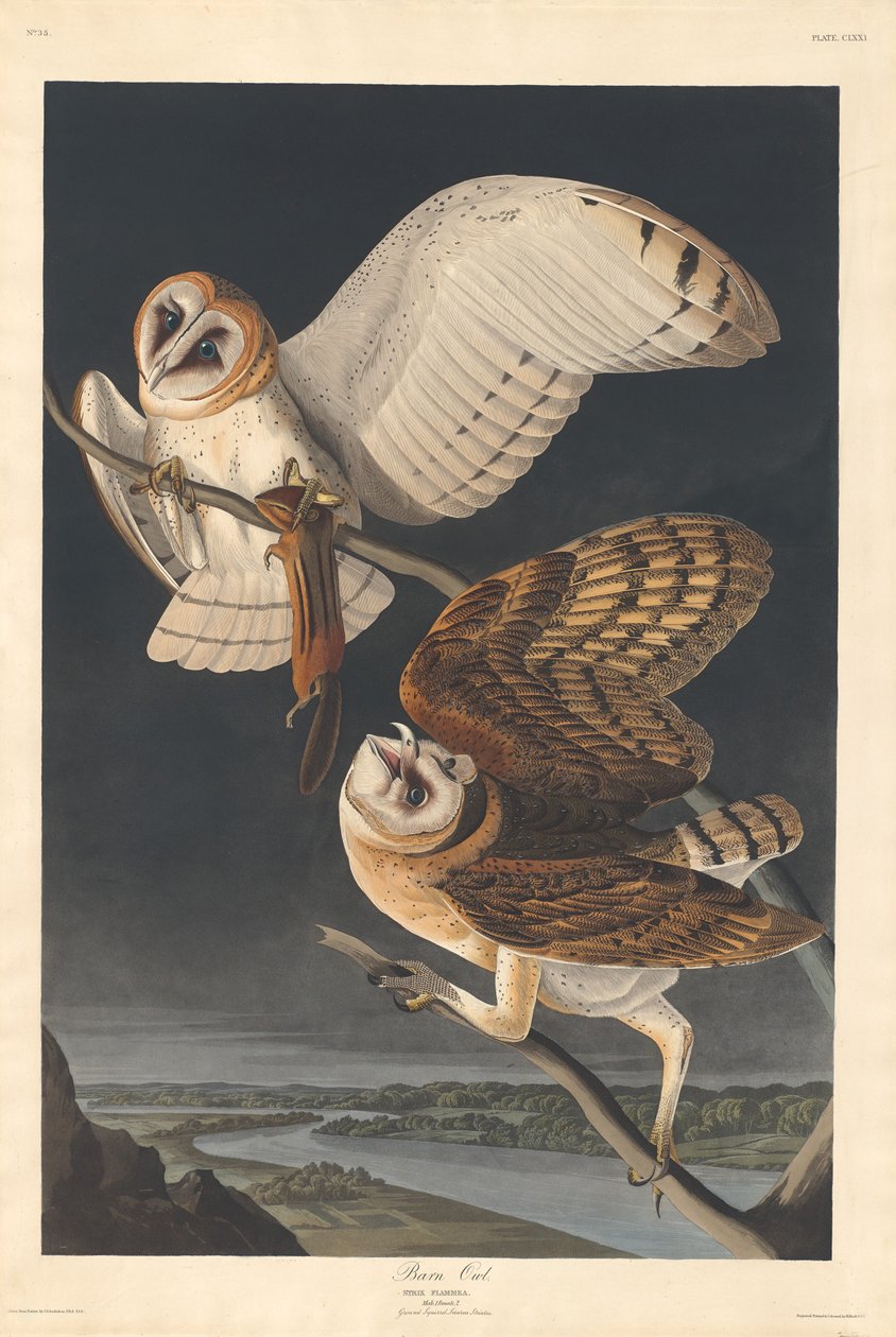 Schleiereule, 1833 von Robert Havell