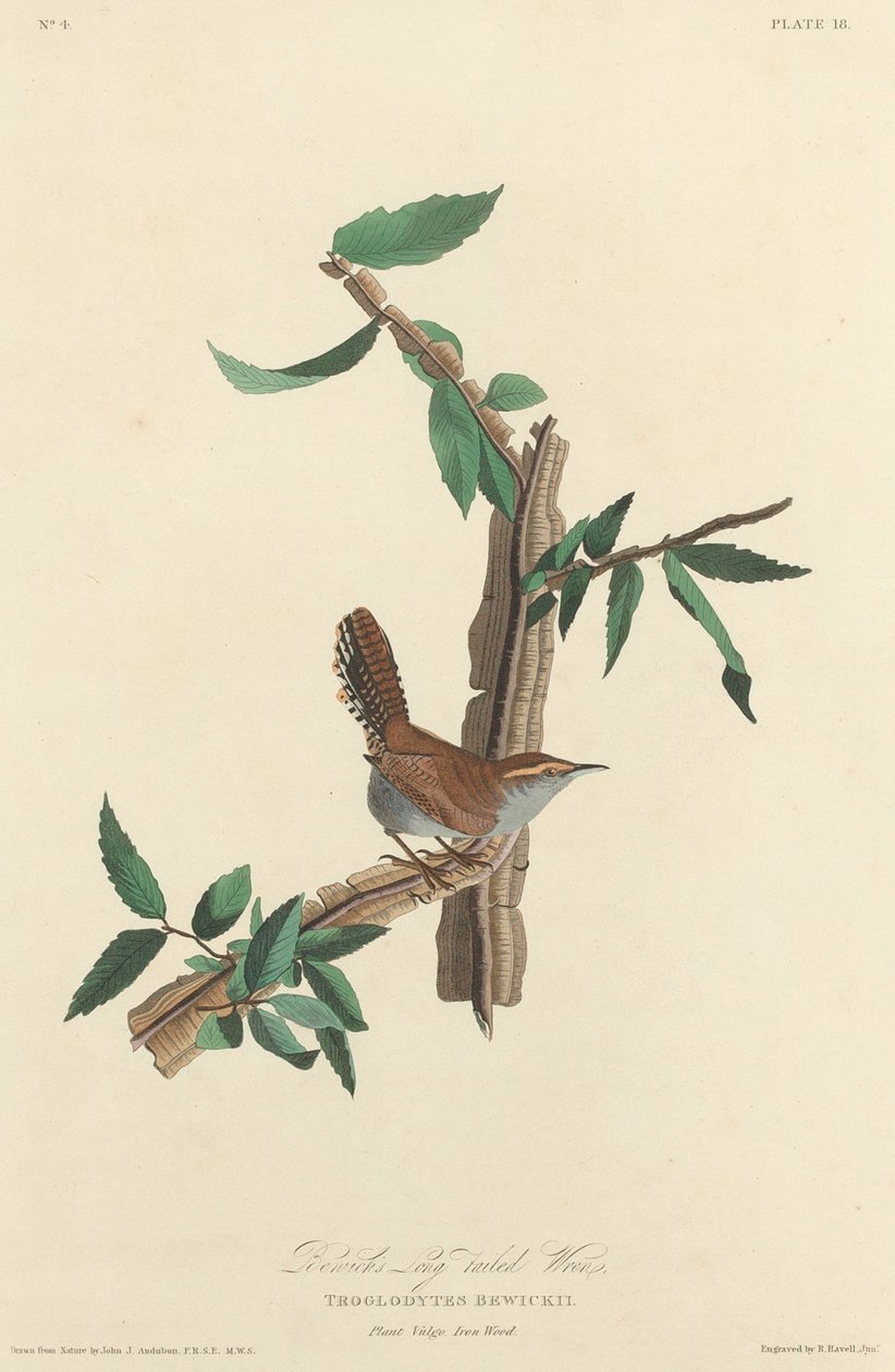 Bewicks Langschwanz-Zaunkönig, 1827 von Robert Havell