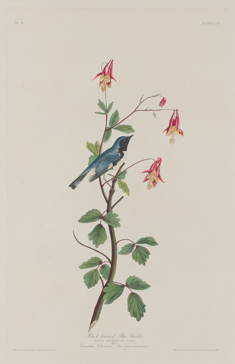 Schwarzkehl-Waldsänger von Robert Havell