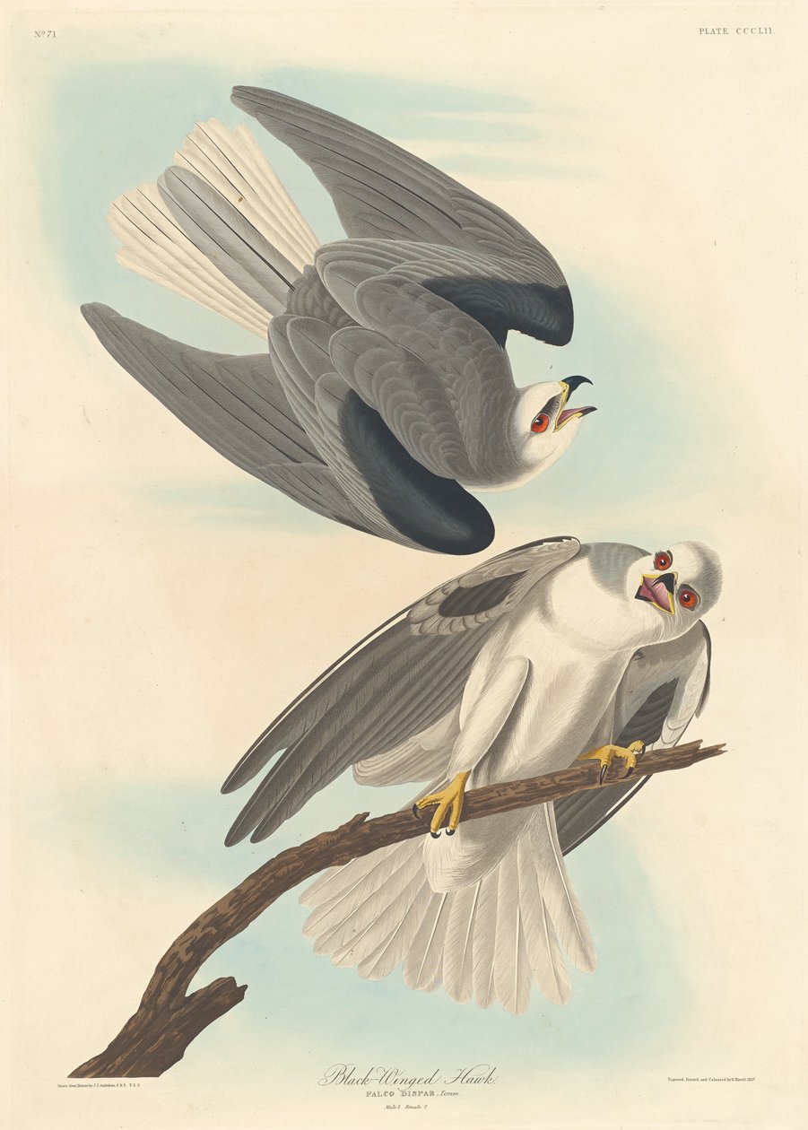 Schwarzflügeliger Falke, 1837 von Robert Havell