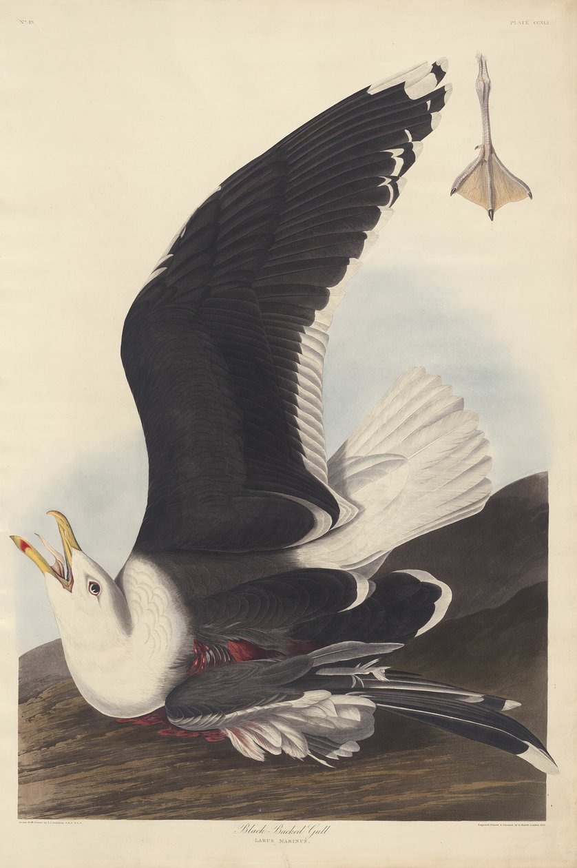Schwarzrückige Möwe von Robert Havell