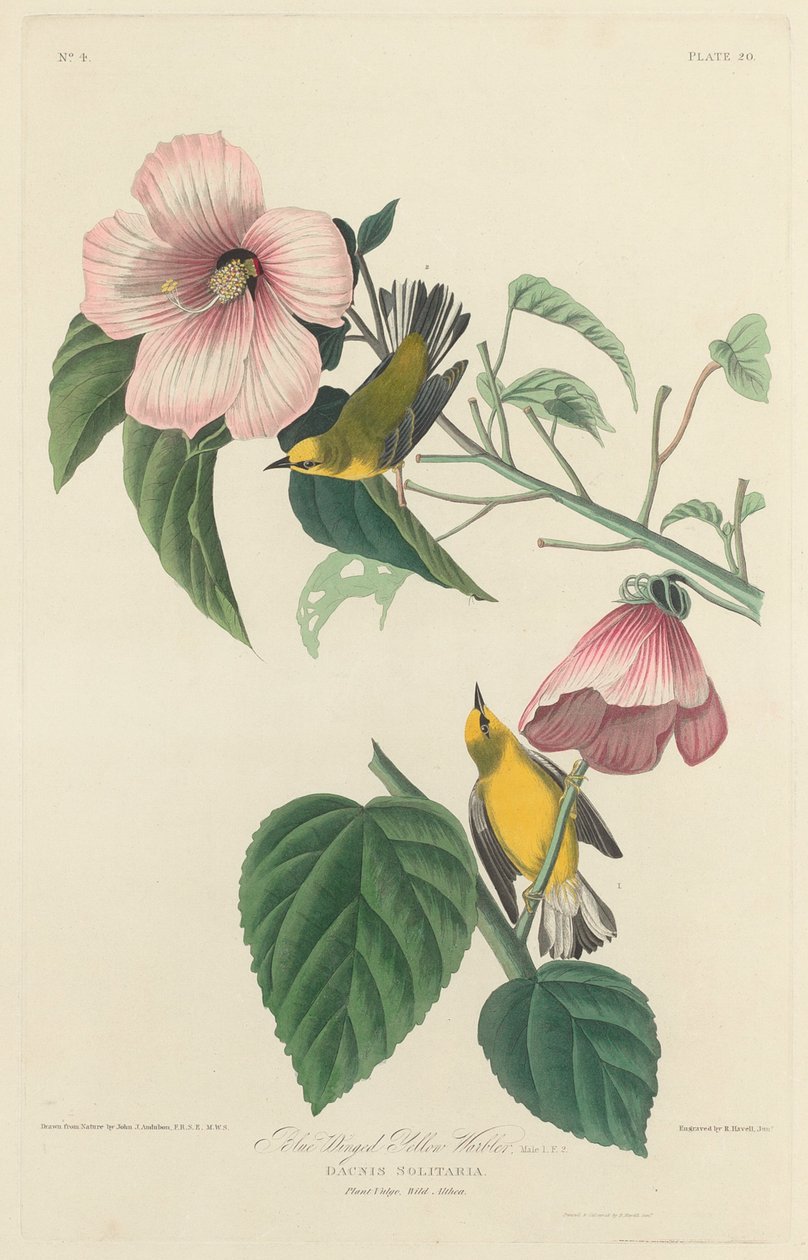Blauflügeliger Gelb-Waldsänger, 1827 von Robert Havell