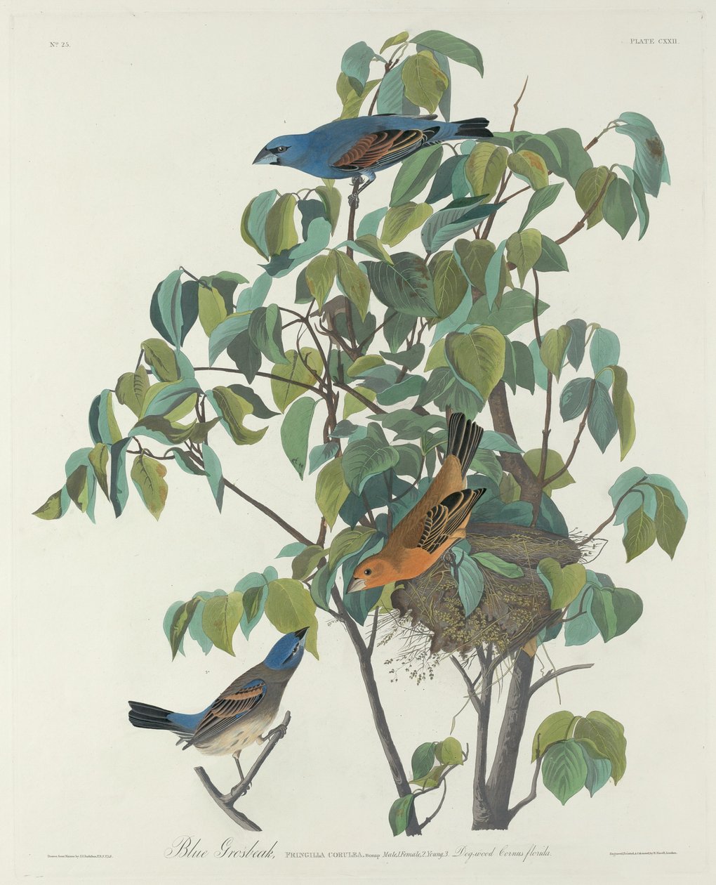 Blauammer von Robert Havell