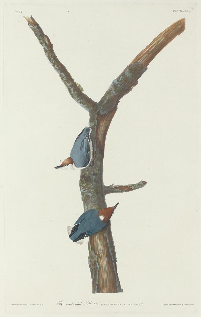 Braunkopfkleiber, 1831 von Robert Havell