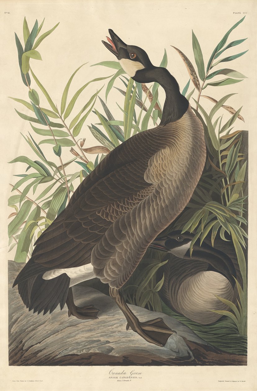 Kanadagans, 1834 von Robert Havell