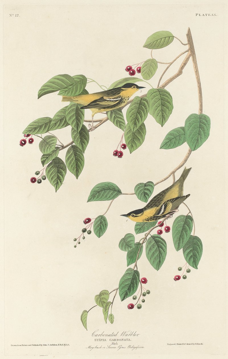 Kohlmeise von Robert Havell