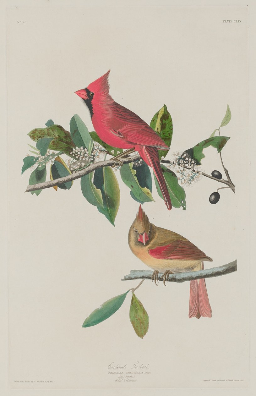 Kardinalsgrosbeak von Robert Havell