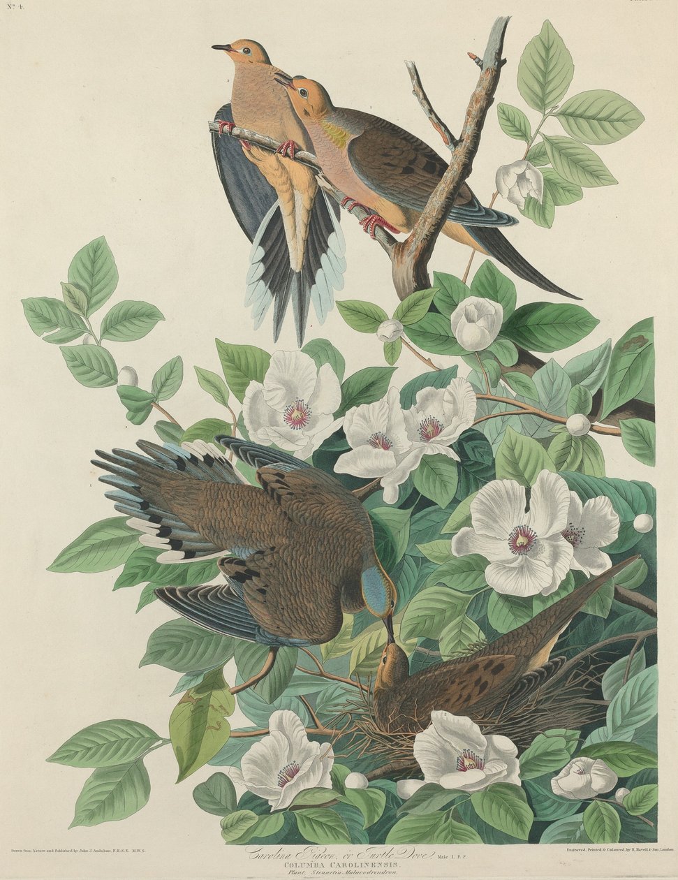 Carolina-Taube oder Turteltaube, 1827 von Robert Havell