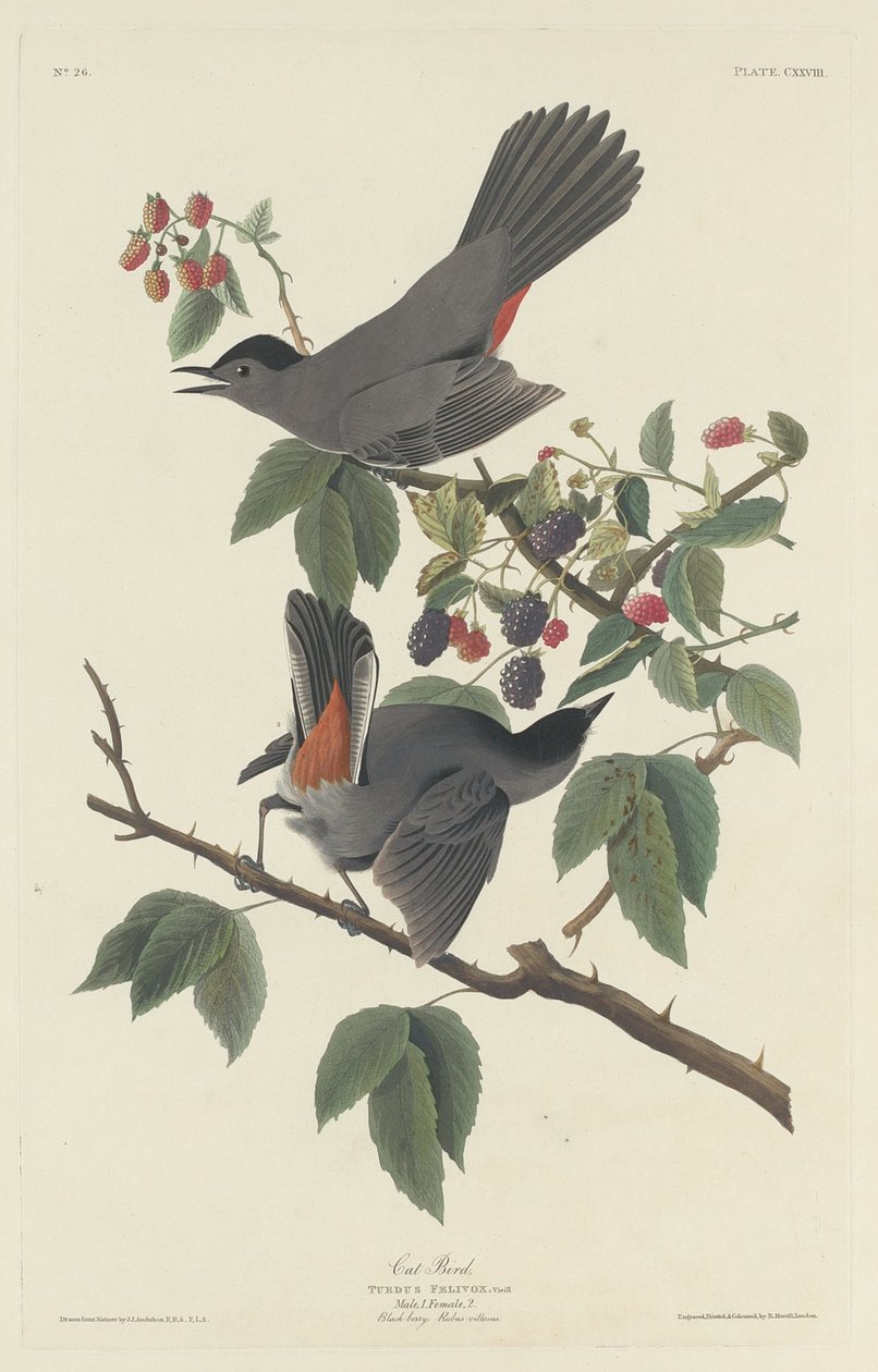 Katzenvogel, 1832 von Robert Havell
