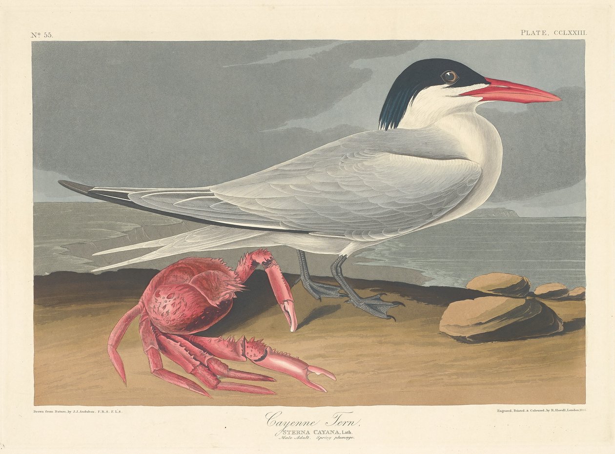 Cayenne-Seeschwalbe, 1835 von Robert Havell