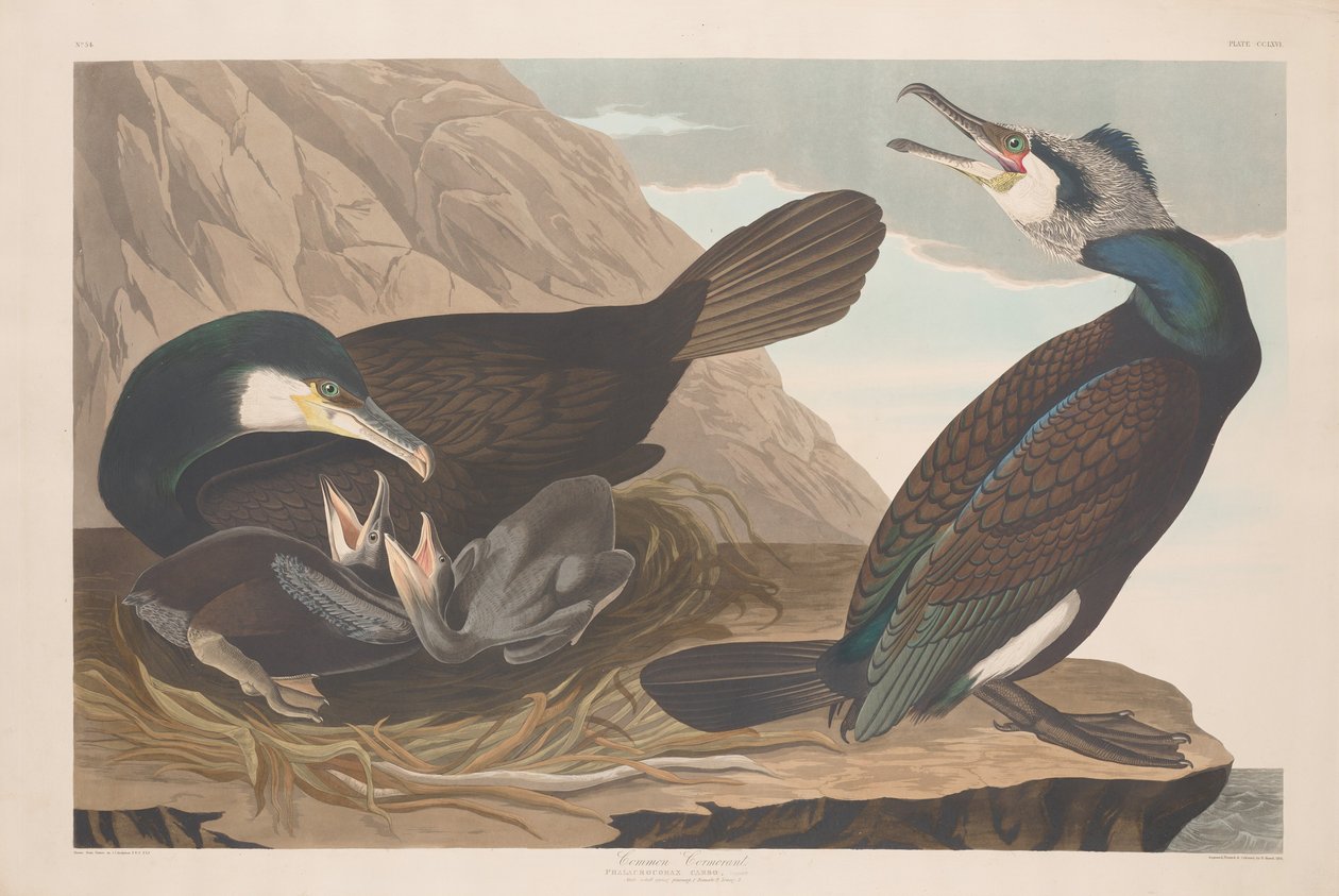 Kormoran, 1835 von Robert Havell