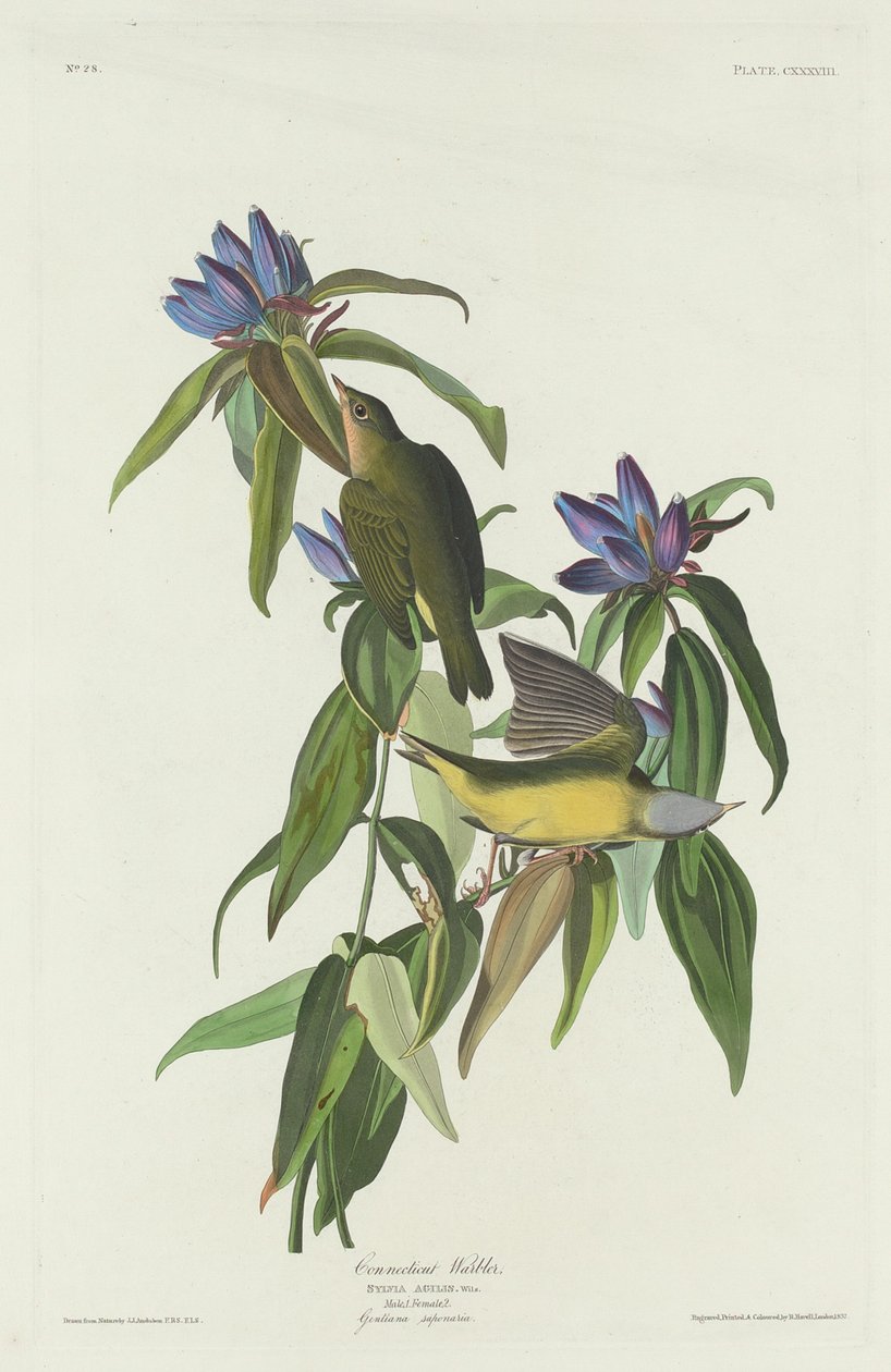 Connecticut-Waldsänger, 1832 von Robert Havell