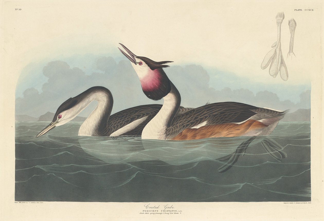 Haubentaucher, 1836 von Robert Havell