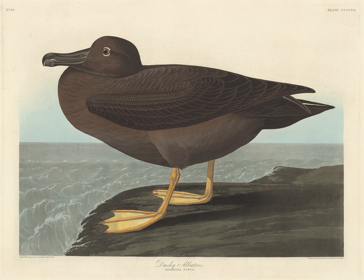 Dunkler Albatros, 1838 von Robert Havell