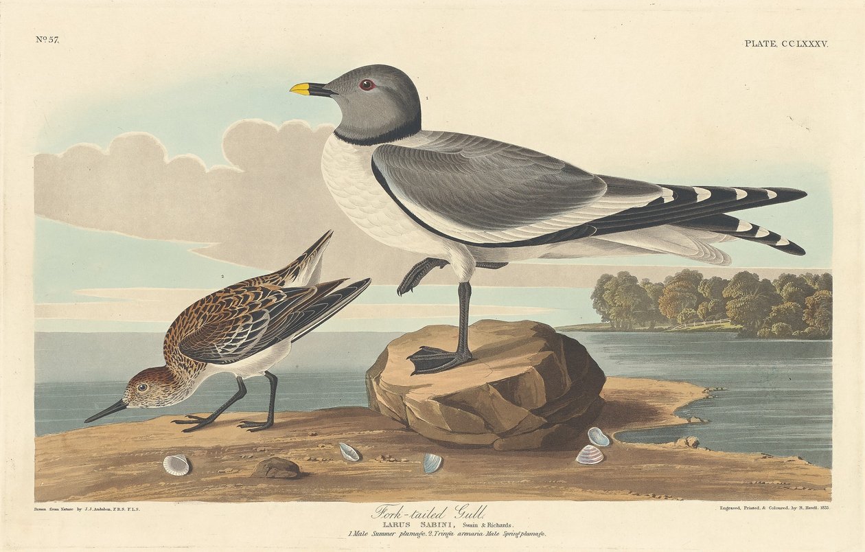 Gabelschwanzmöwe, 1835 von Robert Havell