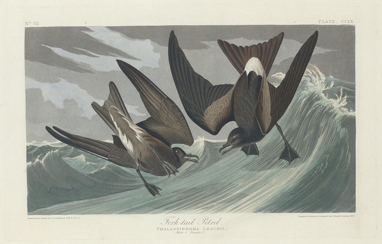 Gabelschwanz-Sturmtaucher, 1835 von Robert Havell