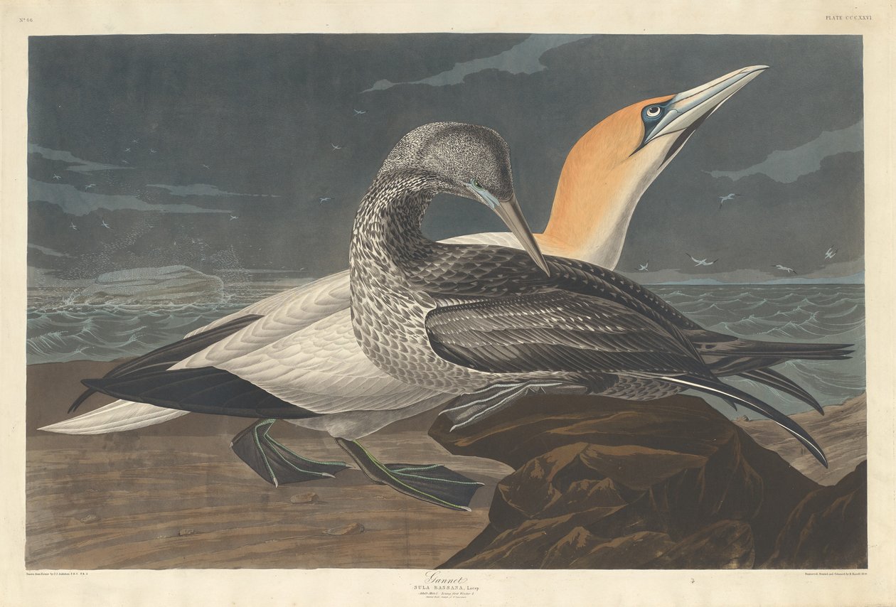 Basstölpel, 1836 von Robert Havell
