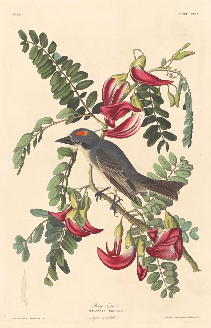 Grauer Tyrann von Robert Havell