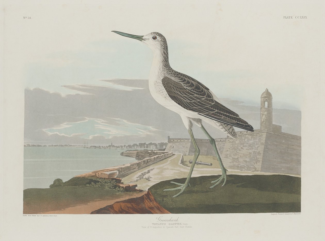 Grünschenkel, 1835 von Robert Havell