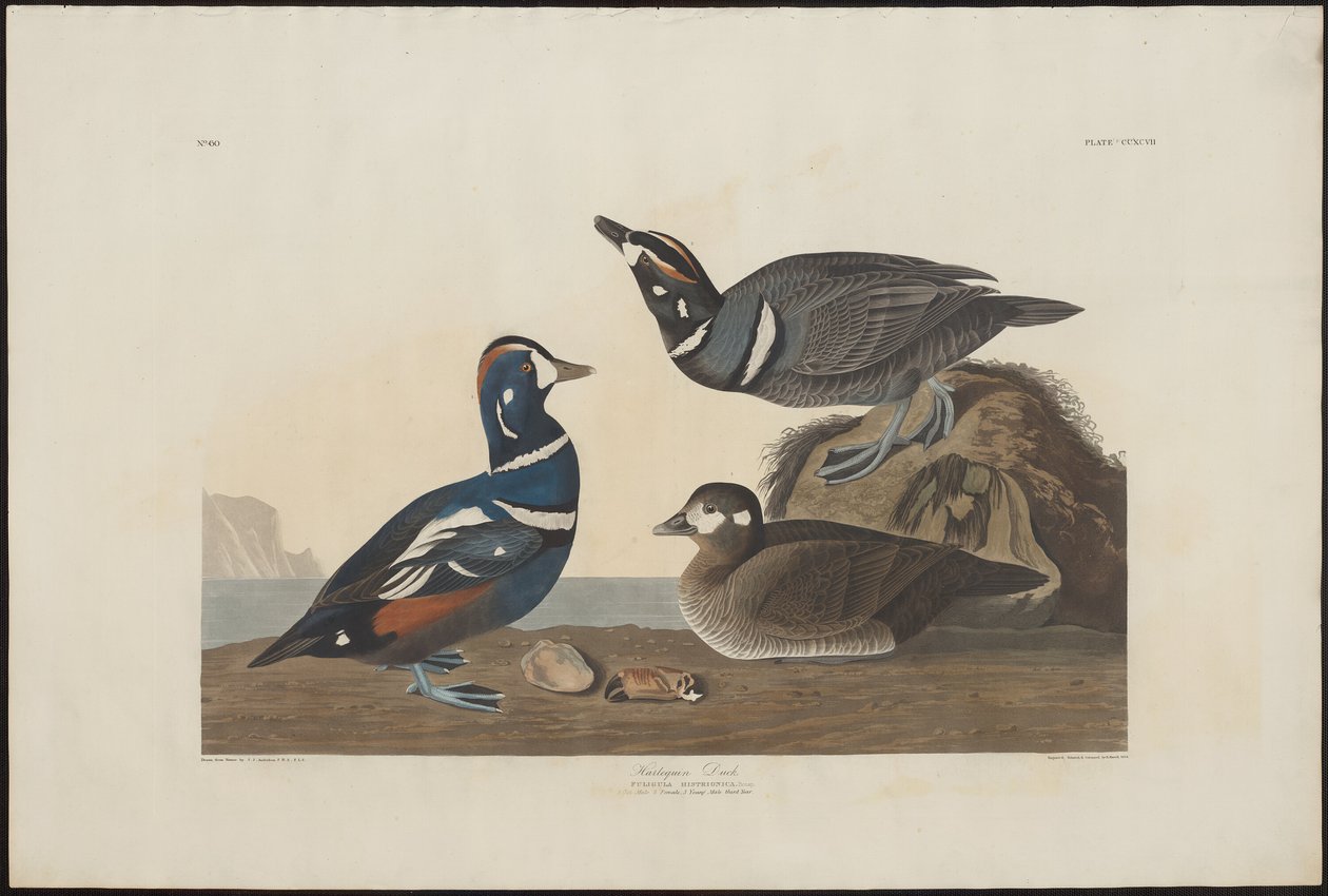 Kapuzenente von Robert Havell