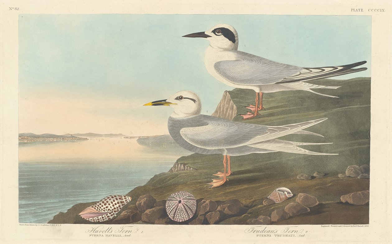 Havells Seeschwalbe und Trudeaus Seeschwalbe, 1838 von Robert Havell