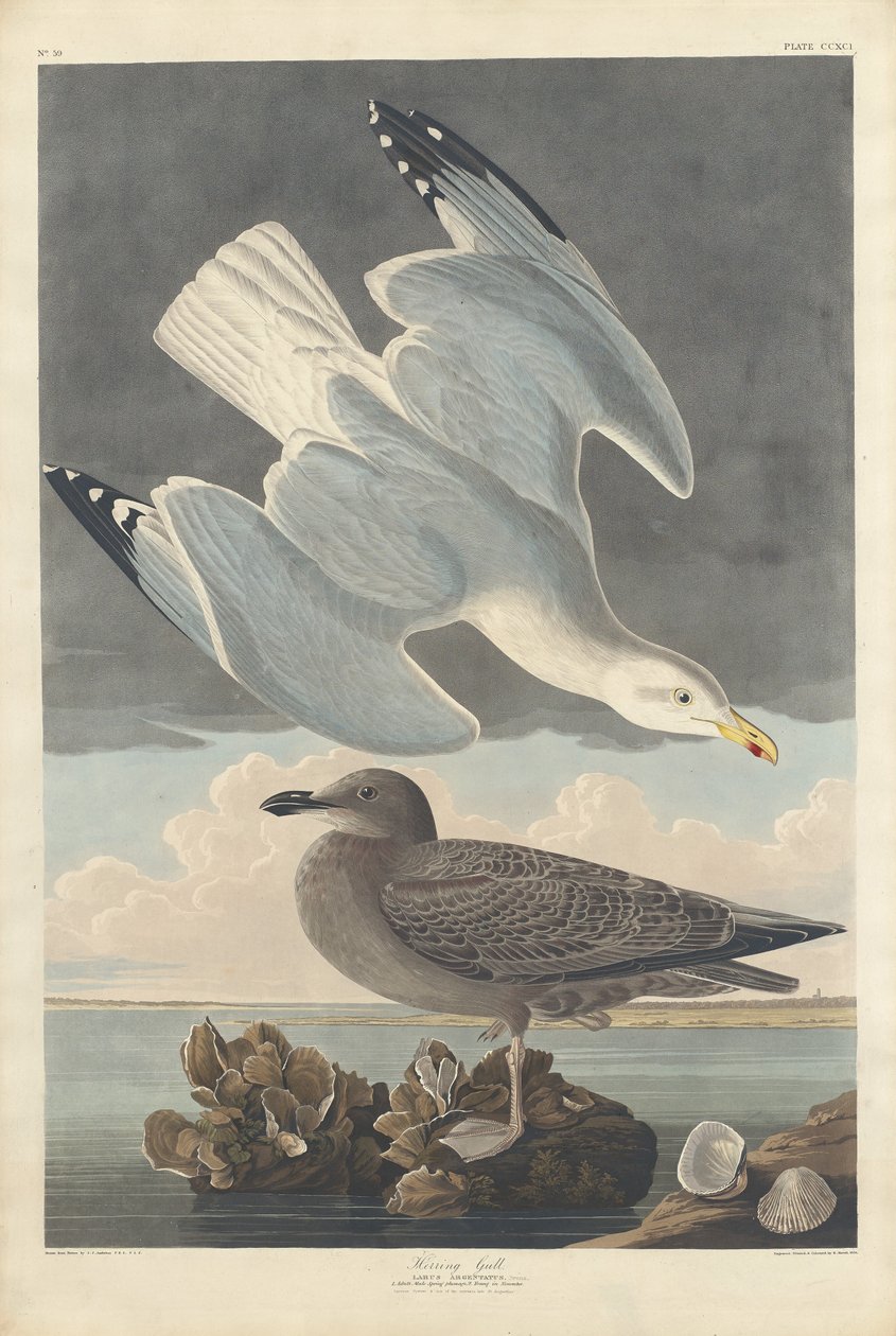 Silbermöwe, 1836 von Robert Havell