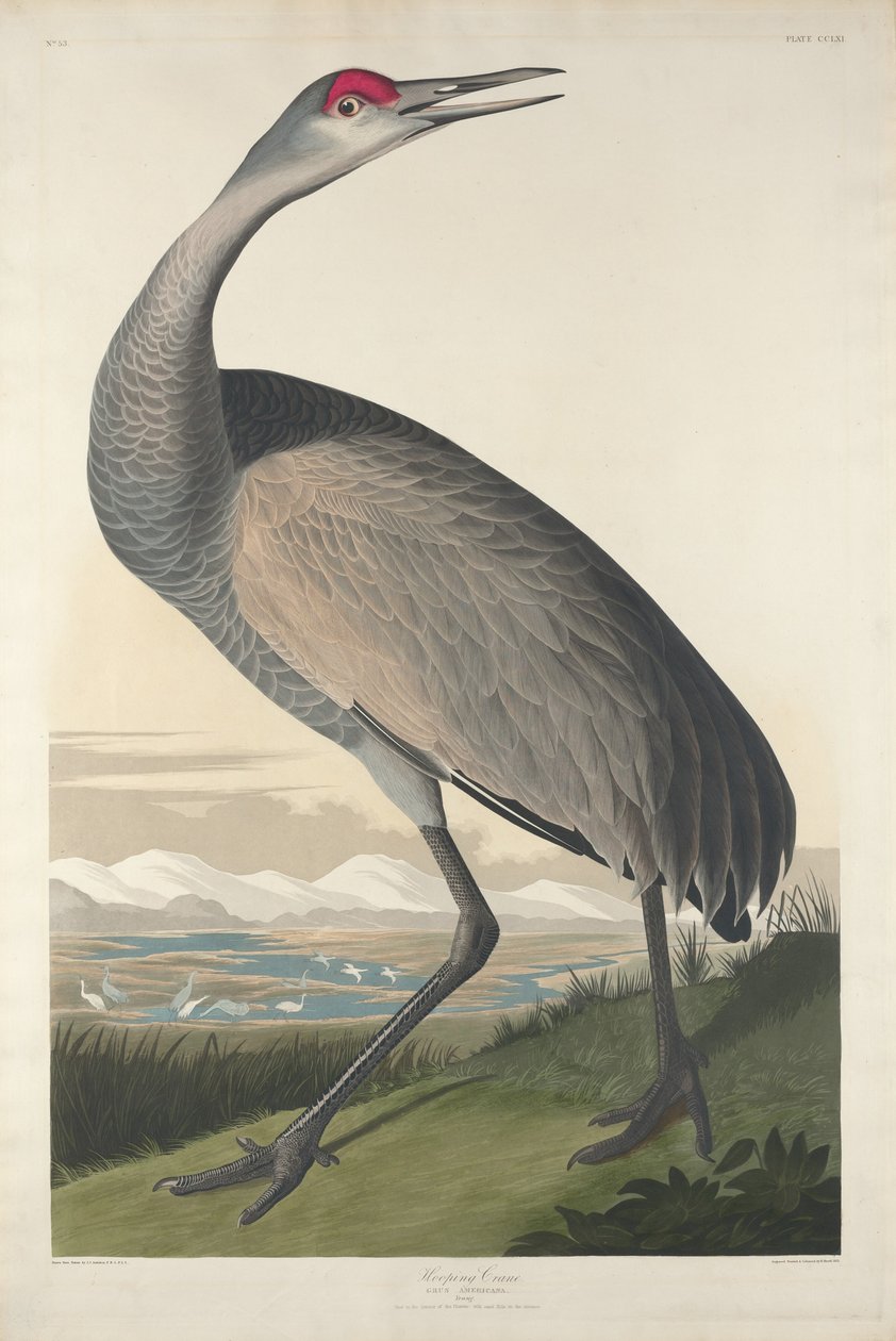Kranich, 1835 von Robert Havell